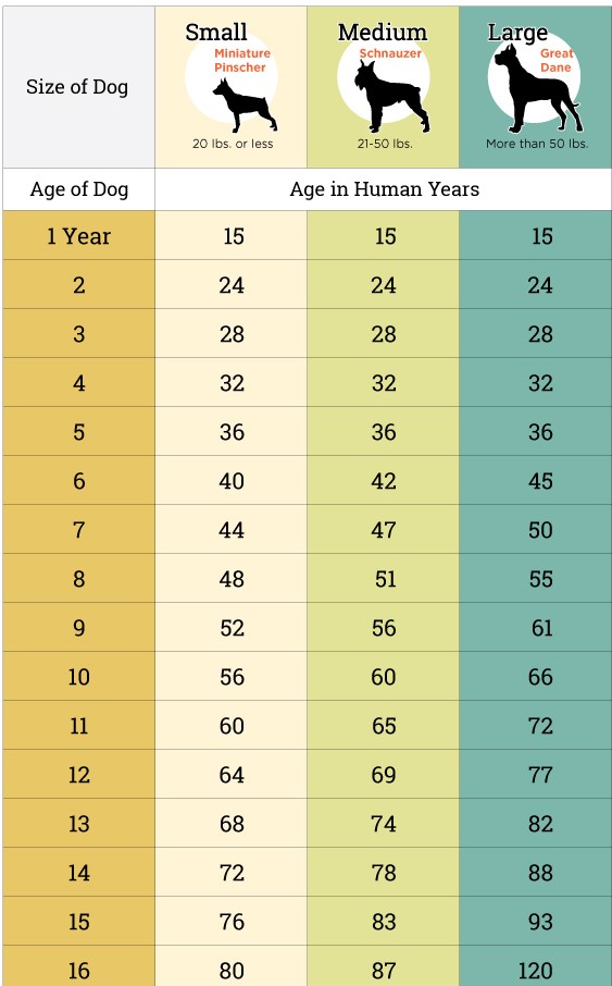 Dog Age Calculator Dog Years Calculator Easy Unit Converter